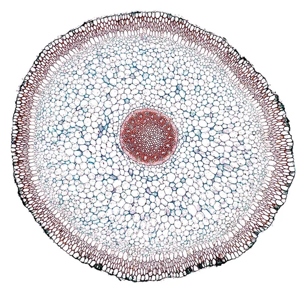 白い背景に抽象的な細胞要素の顕微鏡写真 — ストック写真