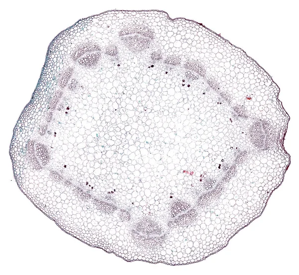 Microscopio Colpo Elemento Cellulare Astratto Sfondo Bianco — Foto Stock