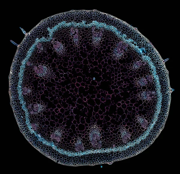 Μικροσκόπιο Λήψης Αφηρημένου Κυτταρικού Στοιχείου Σκούρο Φόντο — Φωτογραφία Αρχείου