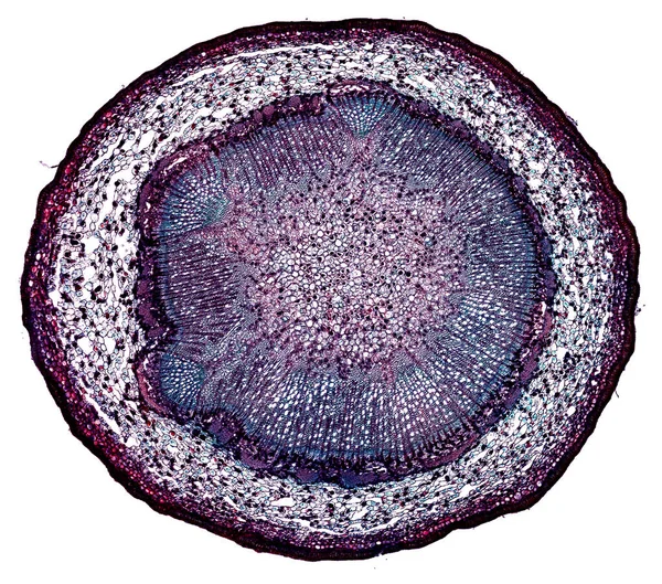 Karanlık arkaplanda soyut hücre elemanının mikroskop görüntüsü
