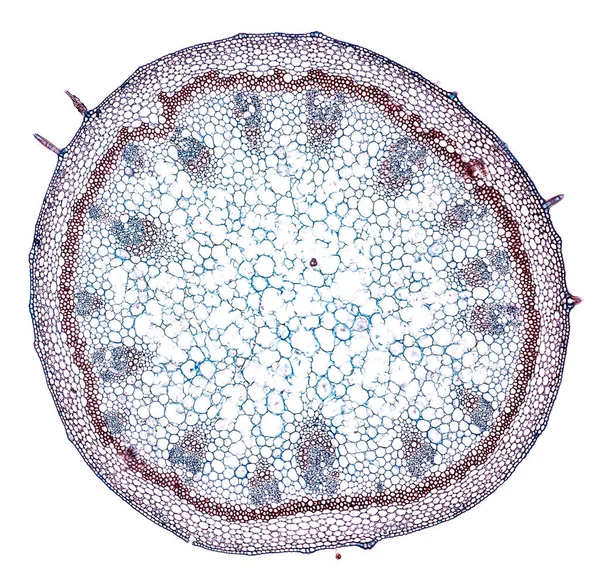 Microscopio Colpo Elemento Cellulare Astratto Sfondo Bianco — Foto Stock