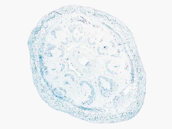 Microscoop Shot Van Abstract Celelement Witte Achtergrond — Stockfoto