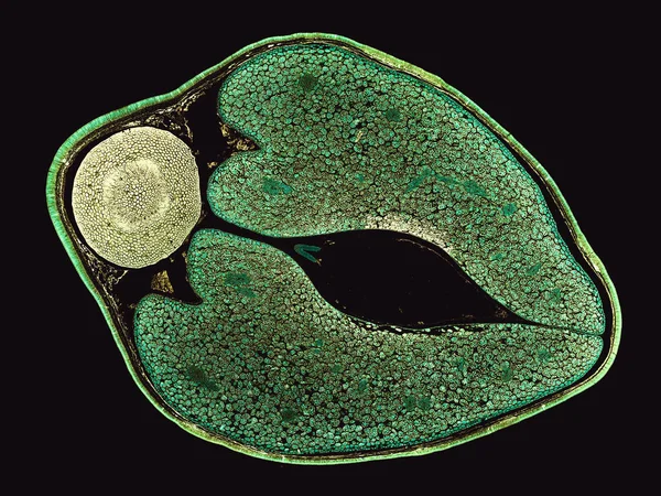 Karanlık Arkaplanda Soyut Hücre Elemanının Mikroskop Görüntüsü — Stok fotoğraf