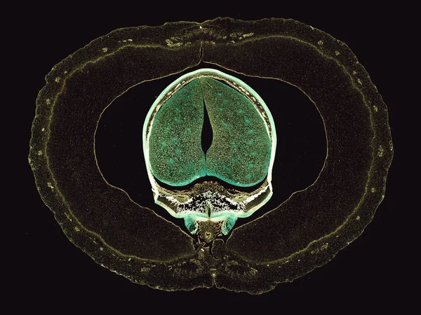 Mikroskopaufnahme Abstrakter Zellelemente Auf Dunklem Hintergrund — Stockfoto