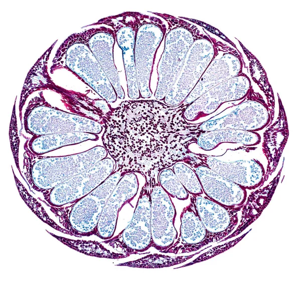 Μικροσκόπιο Λήψης Αφηρημένου Κυτταρικού Στοιχείου Λευκό Φόντο — Φωτογραφία Αρχείου