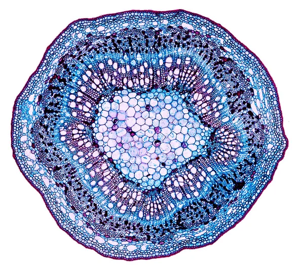 Mikroskopický Snímek Abstraktního Prvku Buňky Bílém Pozadí — Stock fotografie