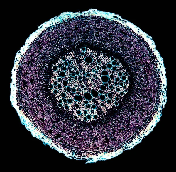 현미경으로 요소의 어두운 — 스톡 사진