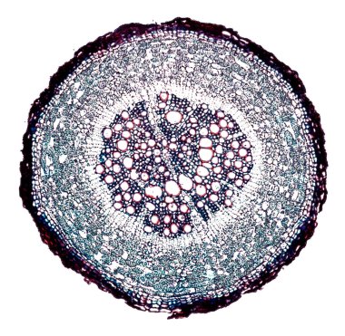 Beyaz arkaplanda soyut hücre elemanının mikroskop görüntüsü