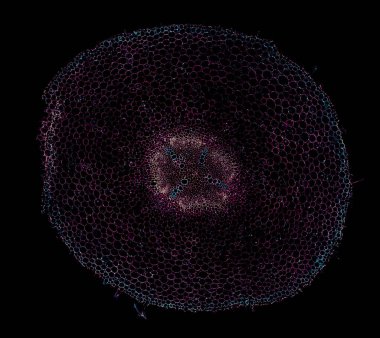 Karanlık arkaplanda soyut hücre elemanının mikroskop görüntüsü