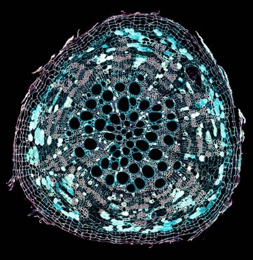 Karanlık arkaplanda soyut hücre elemanının mikroskop görüntüsü