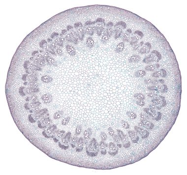 Beyaz arkaplanda soyut hücre elemanının mikroskop görüntüsü