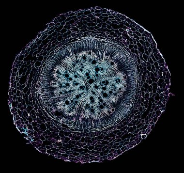 Karanlık arkaplanda soyut hücre elemanının mikroskop görüntüsü