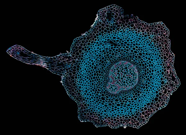 현미경으로 요소의 어두운 — 스톡 사진