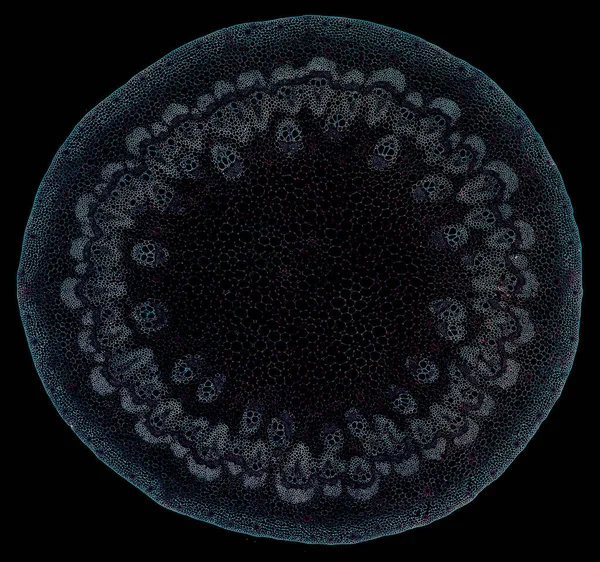 Zdjęcie Mikroskopowe Abstrakcyjnego Elementu Komórkowego Ciemnym Tle — Zdjęcie stockowe