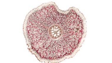 Beyaz arkaplanda hücre ögesini hareket ettir