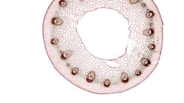 Beyaz arkaplanda hücre ögesini hareket ettir