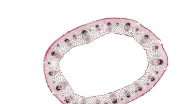 Beyaz arkaplanda hücre ögesini hareket ettir