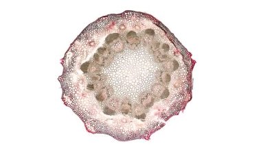 Beyaz arkaplanda hücre ögesini hareket ettir