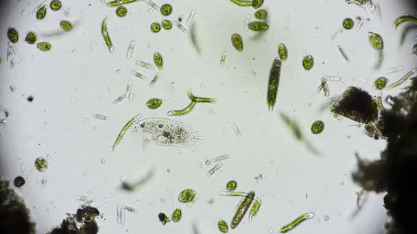 Widok Ruchomych Bakterii Mikroskop — Wideo stockowe
