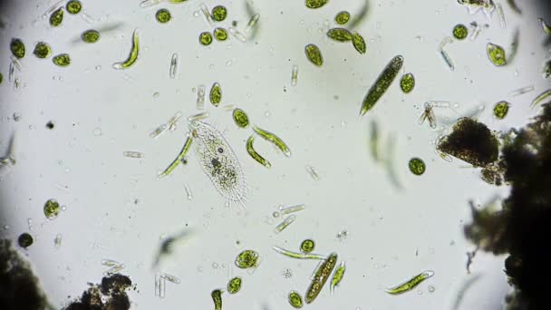 移动的细菌学视图 显微镜镜头 — 图库视频影像