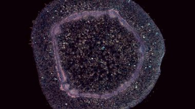 Koyu arkaplanda hücre ögesi hareket ediyor