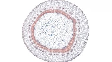 Beyaz arkaplanda hücre ögesini hareket ettir