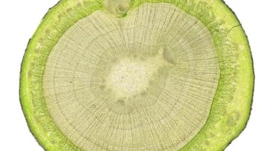 Beyaz arkaplanda hücre ögesini hareket ettir