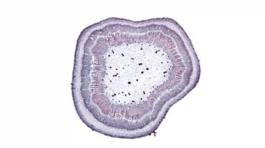 Beyaz arkaplanda hücre ögesini hareket ettir