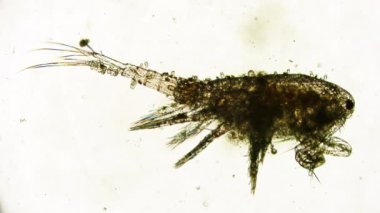 Hareket eden bakterilerin görünümü, mikroskop görüntüleri