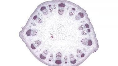 Beyaz arkaplanda hücre ögesini hareket ettir