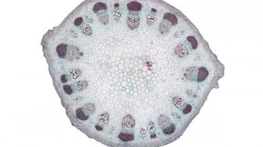 Beyaz arkaplanda hücre ögesini hareket ettir