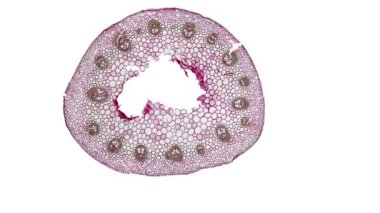 Beyaz arkaplanda hücre ögesini hareket ettir