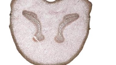 Beyaz arkaplanda hücre ögesini hareket ettir