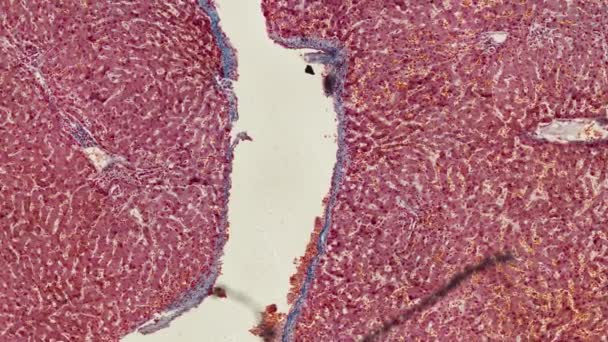 Bewegende Menselijke Lichaamscellen Microscoopbeelden — Stockvideo