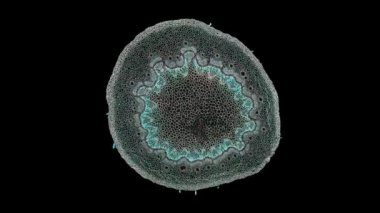 Koyu arkaplanda hücre ögesi hareket ediyor