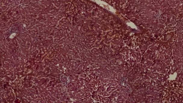 Hareket Eden Insan Vücut Hücreleri Mikroskop Görüntüleri — Stok video