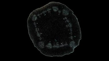 Koyu arkaplanda hücre ögesi hareket ediyor