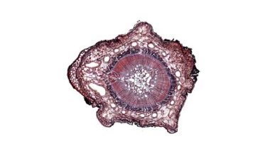 Beyaz arkaplanda hücre ögesini hareket ettir