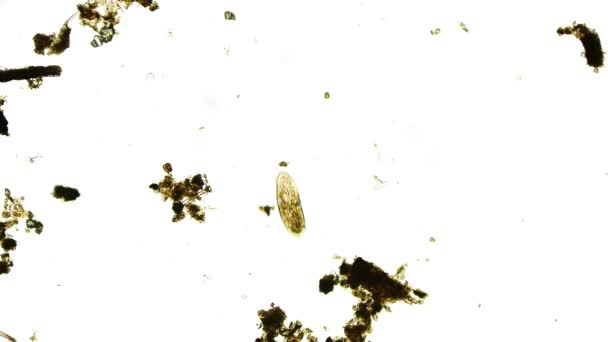 Widok Ruchomych Bakterii Mikroskop — Wideo stockowe