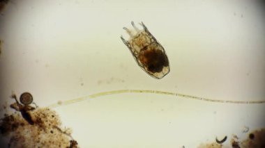 Hareket eden bakteri görüntüsü, mikroskop görüntüleri