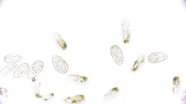 tek hücreli mikroorganizma - mikroskop altında Terliksi hayvan