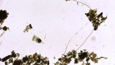 Hareket eden bakteri görüntüsü, mikroskop görüntüleri