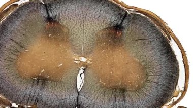 Beyaz arkaplanda hücre ögesini hareket ettir