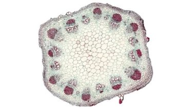 Beyaz arkaplanda hücre ögesini hareket ettir