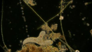 Hareket eden bakteri görüntüsü, mikroskop görüntüleri