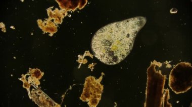 Hareket eden bakteri görüntüsü, mikroskop görüntüleri