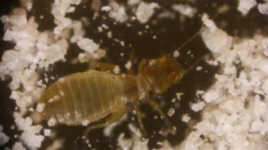 mikroskop altında mikroorganizma video klipsi