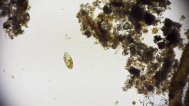 Hareket eden bakteri görüntüsü, mikroskop görüntüleri