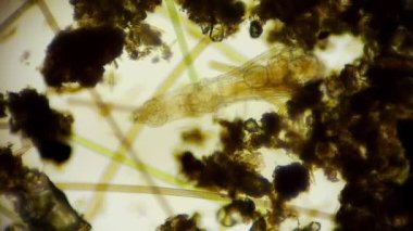 Hareket eden bakteri görüntüsü, mikroskop görüntüleri