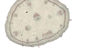 Beyaz arkaplanda hücre ögesini hareket ettir